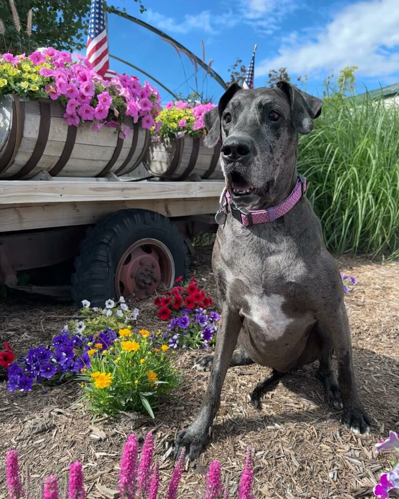 Stella