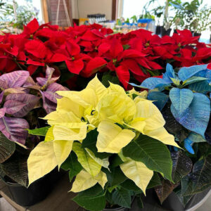 Garden Center 10